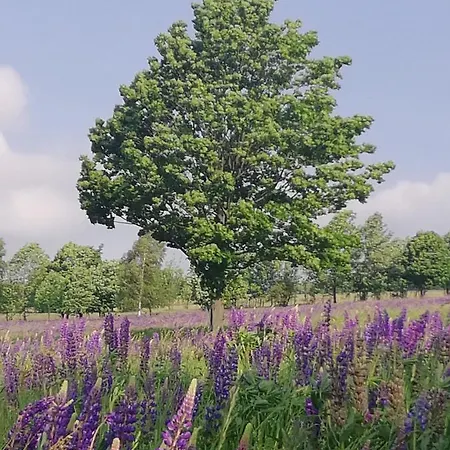 Alojamento de Turismo Rural Gosciniec Sliwkowy Sad Gniewoszow (Lower Silesia)