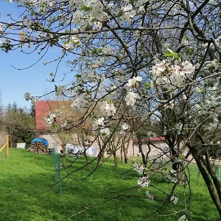 Gosciniec Sliwkowy Sad