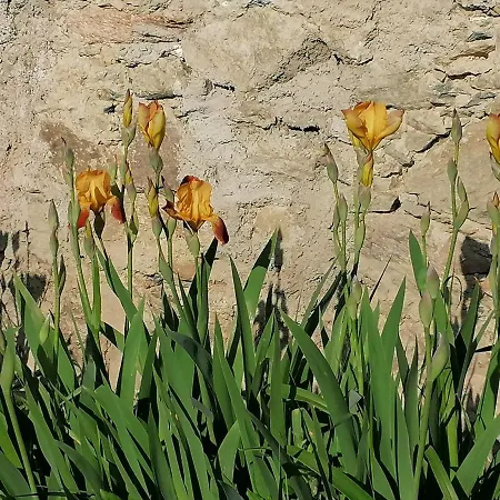 Gosciniec Sliwkowy Sad Bauernhof *