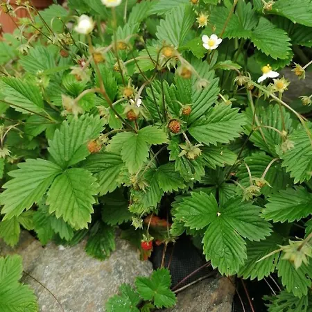 Bauernhof Gosciniec Sliwkowy Sad *