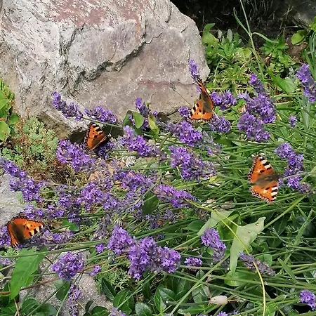 팜스테이 Gosciniec Sliwkowy Sad *