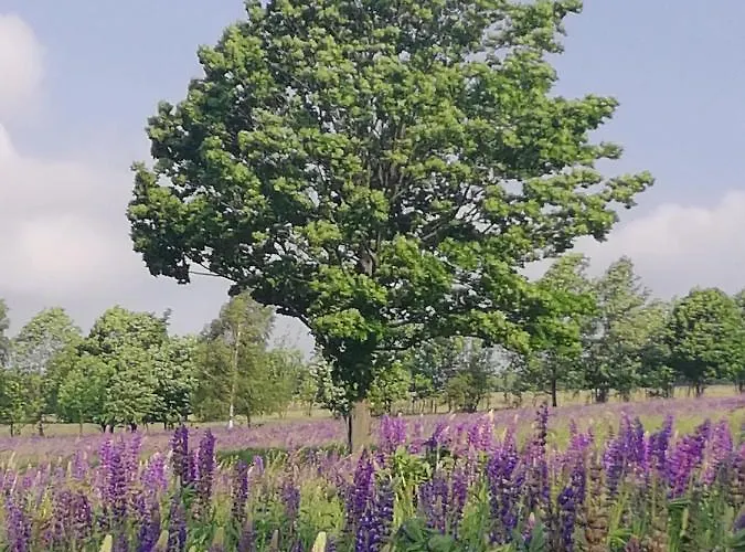 Farm stay Gosciniec Sliwkowy Sad Gniewoszow (Lower Silesia)