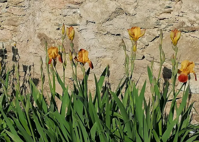 Gosciniec Sliwkowy Sad Farm stay *