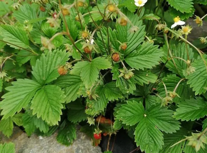 Farm stay Gosciniec Sliwkowy Sad *