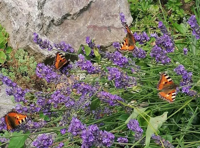 Farm stay Gosciniec Sliwkowy Sad *